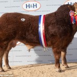 Un toro es vendido en el Reino Unido por 198 mil dólares 